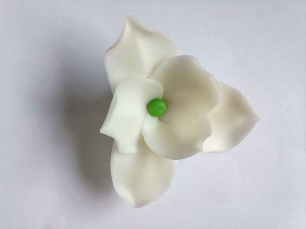 Cukrová magnolie bílá (9 ks)