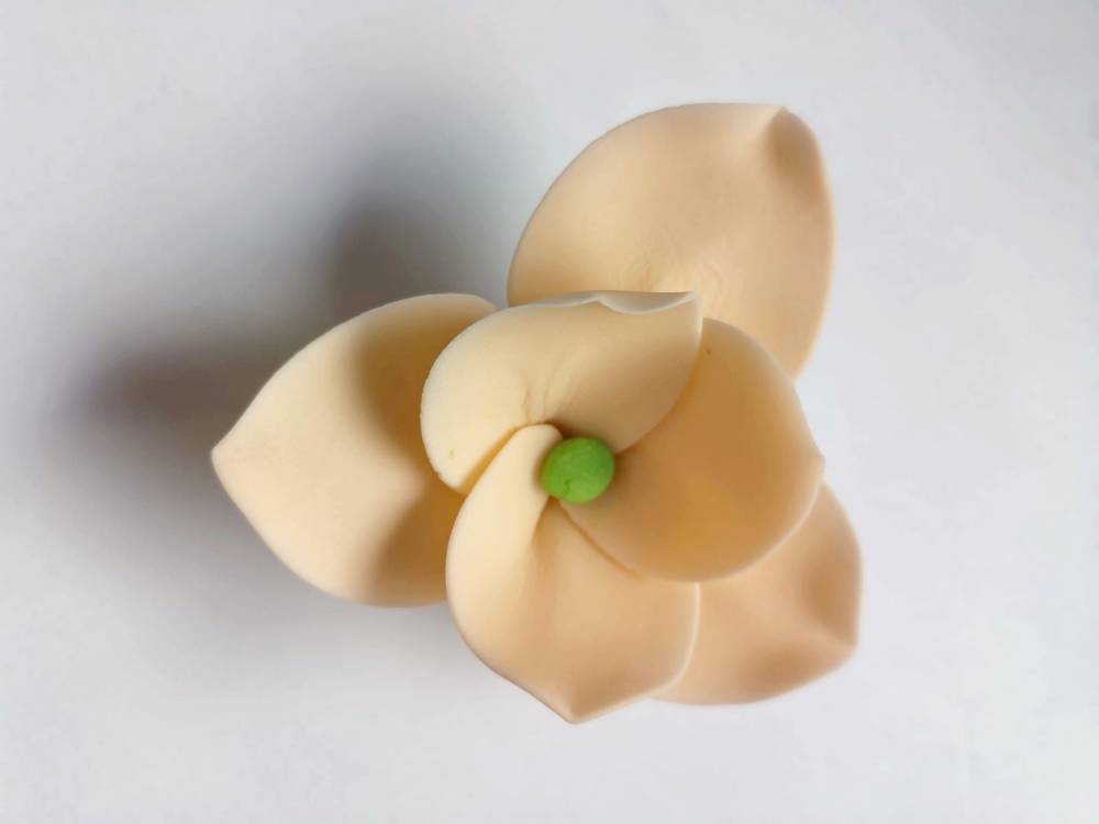 Cukrová magnolie broskvová (9 ks)