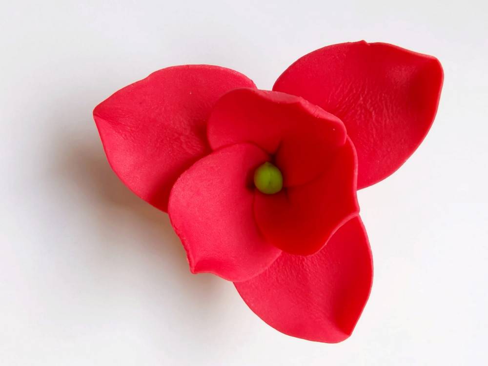 Cukrová magnolie červená (9 ks)