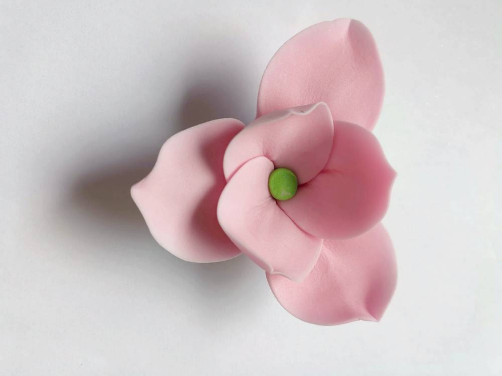 Cukrová magnolie růžová (9 ks)