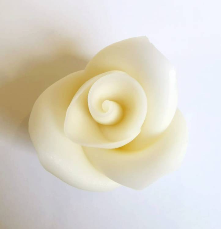 Cukrová růže střední bílá (25 ks)