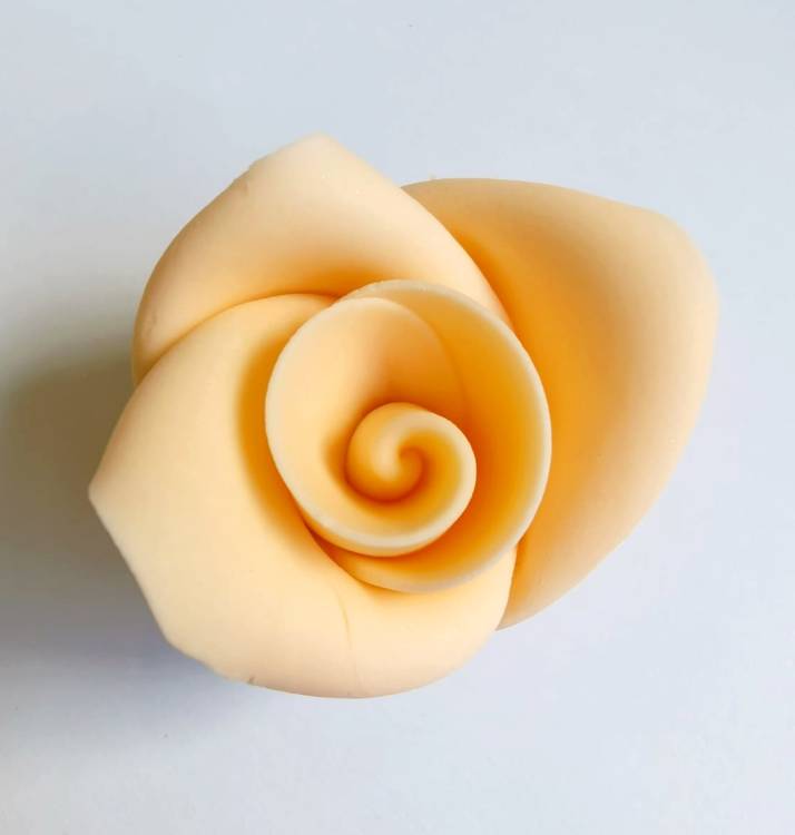 Cukrová růže střední broskvová (25 ks)