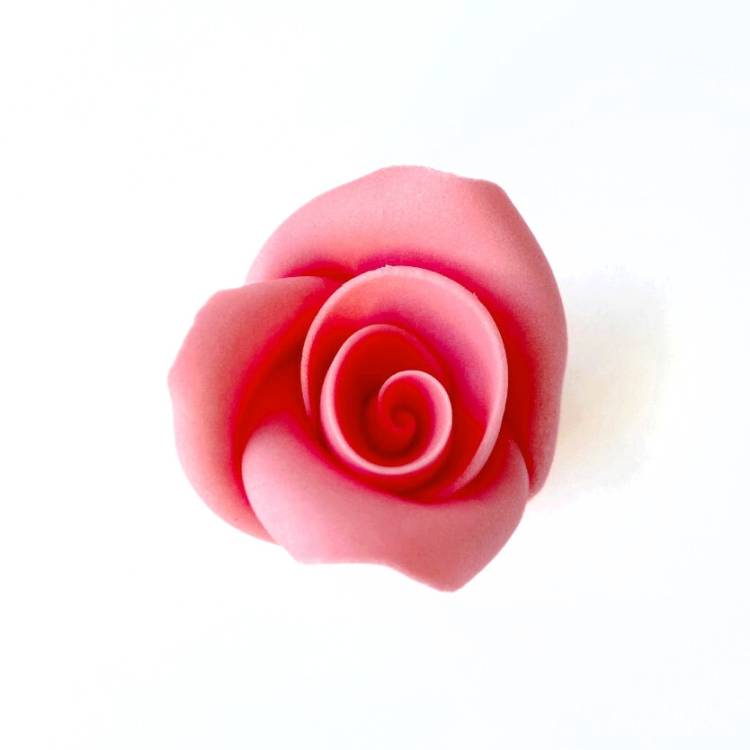 Cukrová růže střední lososová (25 ks)