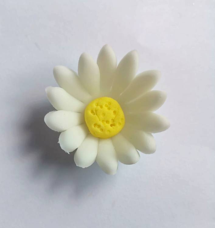 Cukrová sedmikráska malá bílá (25 ks)