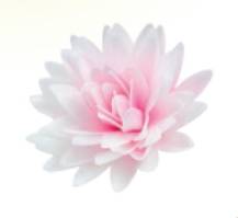 Edible paper decoration Astra peony shaded pink (1 pc)