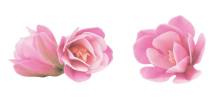 Dekoracja z papieru jadalnego Magnolia w odcieniu różu (6 szt.)