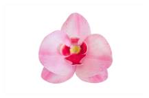 Décoration en papier comestible Orchidée rose (10 pcs)